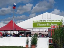 MeLa 2019, Mühlengeez